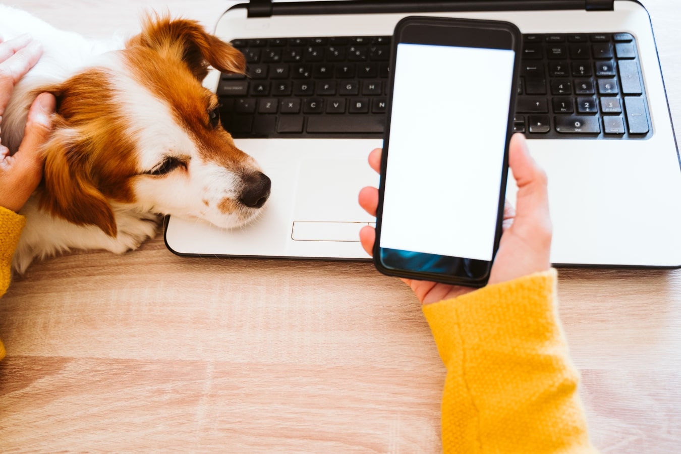 Unlocking The Enigma Of Pet Behavior: Davis Vet Rensselaer's Behavioral Services