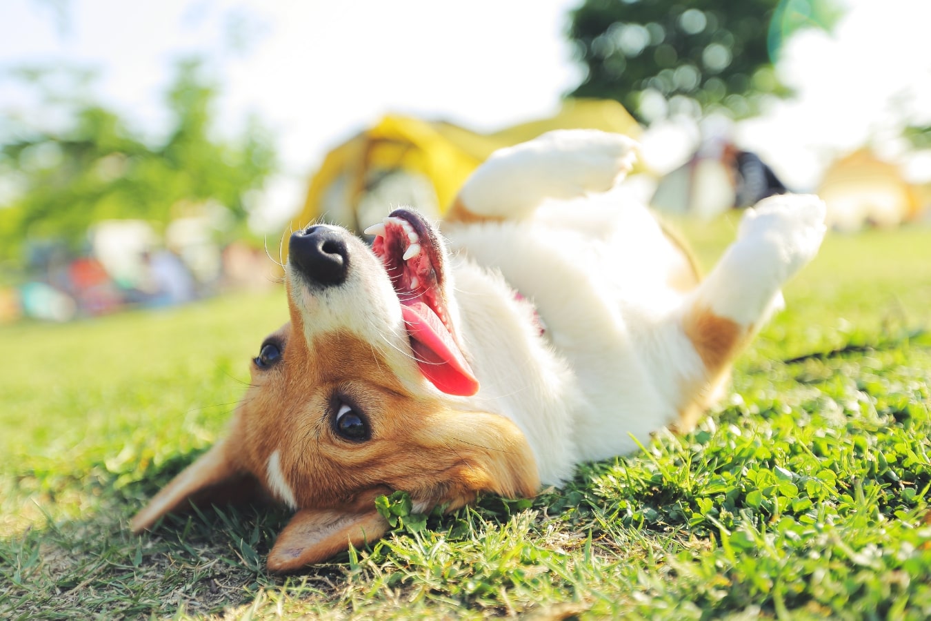 Happy corgi rolling around outside after visiting the veterinarian in Rensselaer and Winamac Our Practice Intro